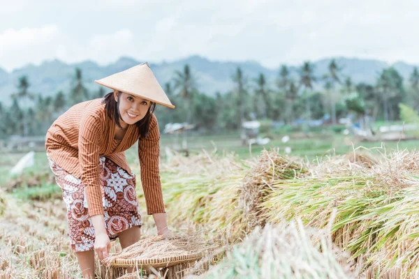 Las agricultoras javanesas se inclinan al traer la cosecha de arroz con bandejas de bambú tejidas — Foto de Stock