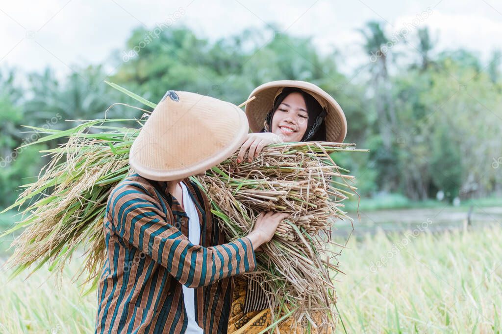 female farmers help male farmers carry the rice they have harvested