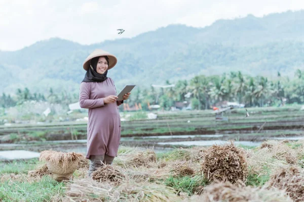 現代のイスラム教徒の女性農家は米を収穫した後に錠剤を使用する — ストック写真