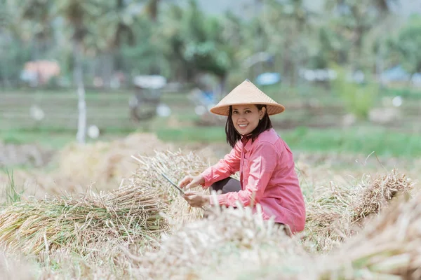 Ocupar a las agricultoras usando tabletas después de cosechar arroz — Foto de Stock