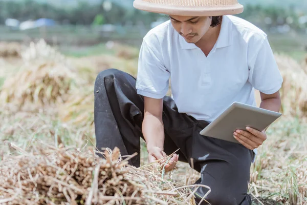 Nahaufnahme von Bauern, die Reisernten beobachten, wenn sie einen Tablet-PC verwenden — Stockfoto