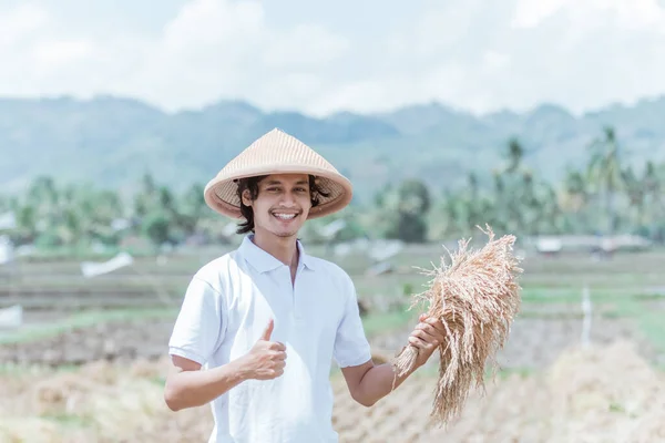 Po sklizni na polích chovají chovatelé rýže — Stock fotografie