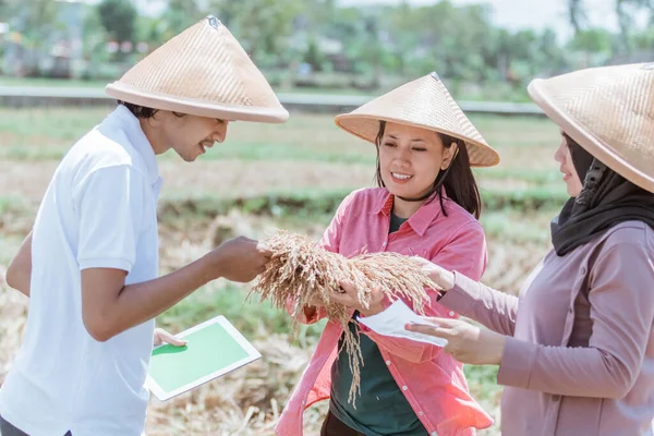 Agricultores observan la cosecha de arroz sosteniendo la planta de arroz y tabletas digitales después de cosechar juntos — Foto de Stock