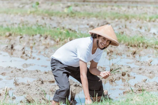 Los agricultores asiáticos se inclinan con sombreros al plantar arroz — Foto de Stock