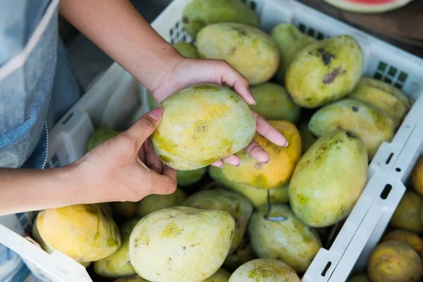 Primer plano de una camarera de frutería recogiendo mangos frescos — Foto de Stock
