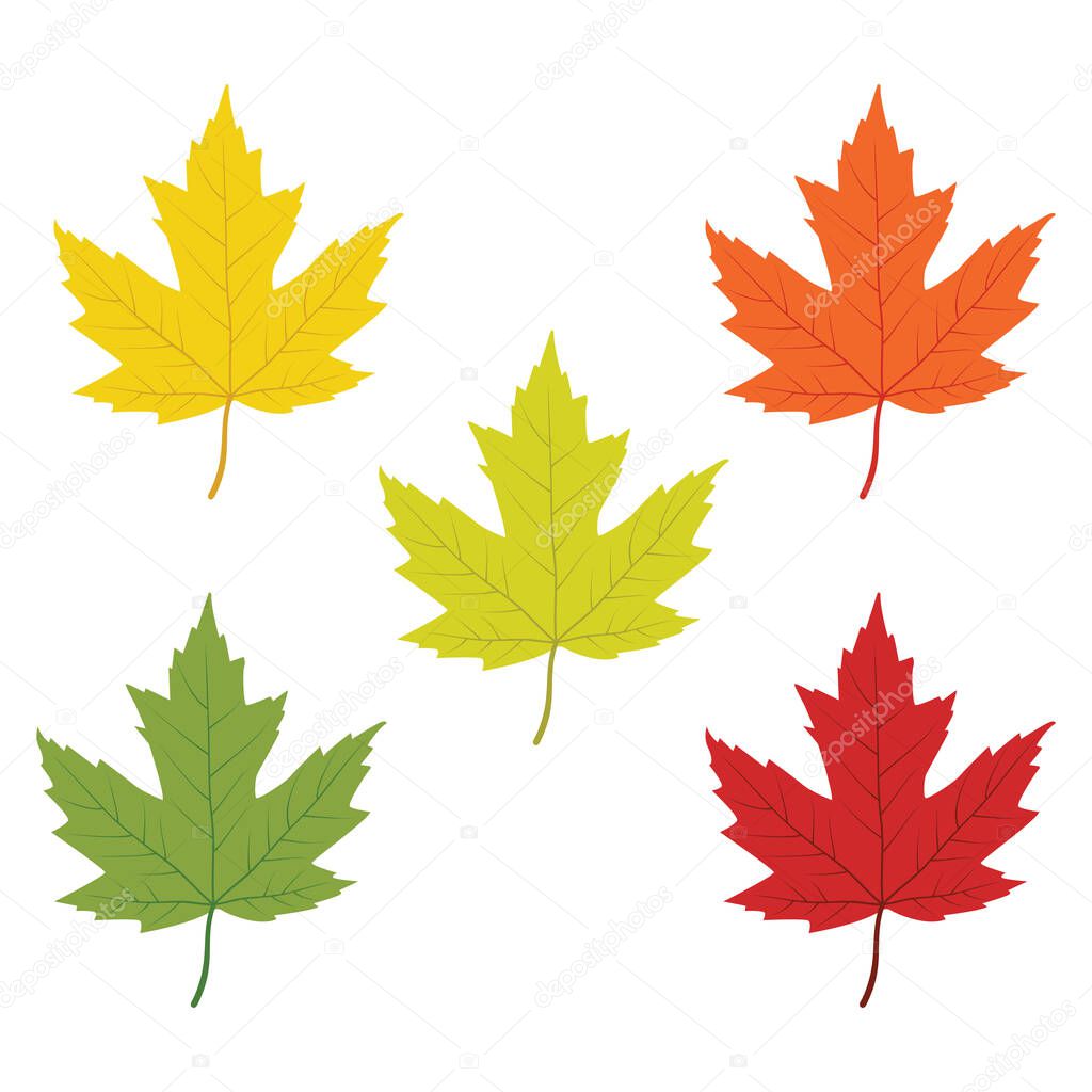 Red orange green yellow maple leaf changing color step vector design illustration