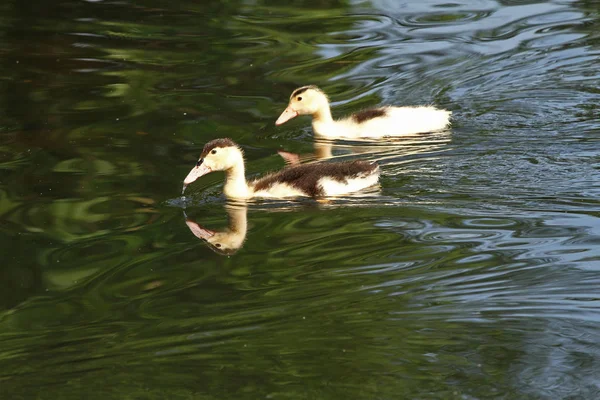 duck, white, ducks, background, animal, cute, nature, feather, beak, muddy, water, bird, beautiful, yellow, baby, wild, wildlife, agriculture, farm, lake, pond, four, summer, natural, brown, life, family, little, farming, duckling, river, beauty, you