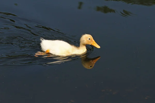 duck, white, ducks, background, animal, cute, nature, feather, beak, muddy, water, bird, beautiful, yellow, baby, wild, wildlife, agriculture, farm, lake, pond, four, summer, natural, brown, life, family, little, farming, duckling, river, beauty, you
