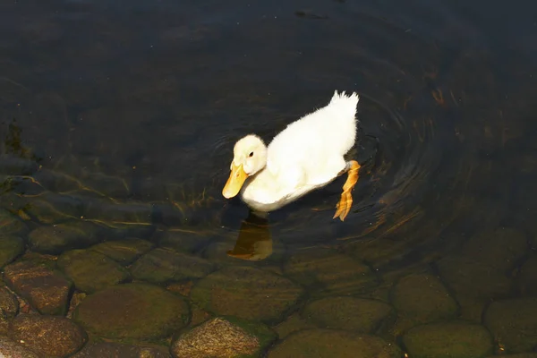 Duck White Ducks Background Animal Cute Nature Feather Beak Muddy — Stock Photo, Image