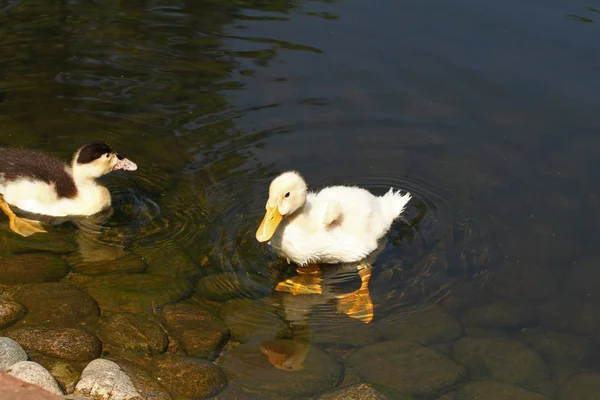 duck, white, ducks, background, animal, cute, nature, feather, beak, muddy, water, bird, beautiful, yellow, baby, wild, wildlife, agriculture, farm, lake, pond, four, summer, natural, brown, life, family, little, farming, duckling, river, beauty, you