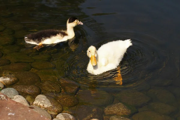 duck, white, ducks, background, animal, cute, nature, feather, beak, muddy, water, bird, beautiful, yellow, baby, wild, wildlife, agriculture, farm, lake, pond, four, summer, natural, brown, life, family, little, farming, duckling, river, beauty, you