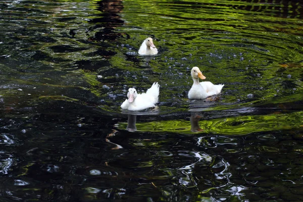 duck, white, ducks, background, animal, cute, nature, feather, beak, muddy, water, bird, beautiful, yellow, baby, wild, wildlife, agriculture, farm, lake, pond, four, summer, natural, brown, life, family, little, farming, duckling, river, beauty, you