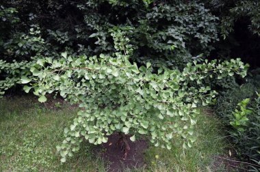 Ginkgo biloba ağacı, ginkgo ya da gingko, Ginkgophyta bölgesinde yaşayan tek canlı türüdür.