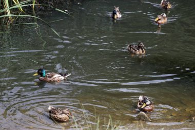 Genç Mallard ördekleri kanatlarını çırpıyor, dalgıçlık yapıyor ve gölde yüzüyorlar. Doğa arkaplanı.