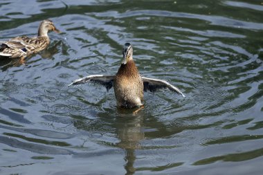 Genç Mallard ördekleri kanatlarını çırpıyor, dalgıçlarla göle dalıyor ve yüzüyorlar. Az gelişmiş kanatlar