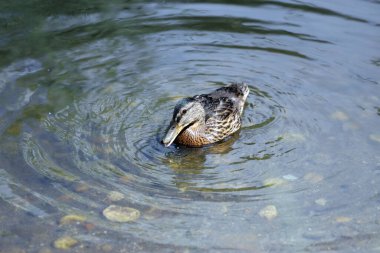Genç Mallard ördekleri kanatlarını çırpıyor, dalgıçlarla göle dalıyor ve yüzüyorlar
