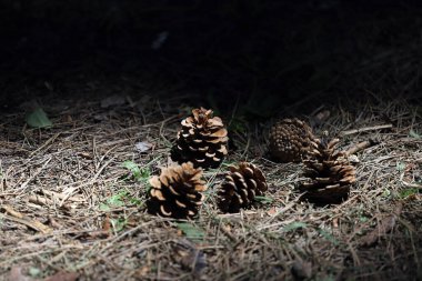 Çam kozalakları ormanda çam iğneleri üzerinde güneş ışığında.