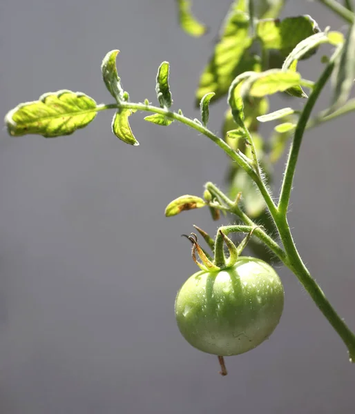 Groene Tomaat Een Takje Met Bladeren — Stockfoto