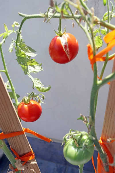 Casa Crescendo Tomates Vermelhos Verdes — Fotografia de Stock