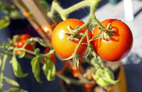 Culture Maison Tomates Rouges Sur Une Brindille — Photo