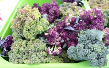 Renkli brokoli sebzelerinin çeşitliliği.