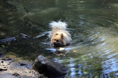 Köpekler kirli bir gölün suyunda oynuyorlar.