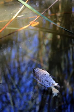Kafasının üstünde kalp şeklinde bir yaprak olan gölde ölü bir balık.
