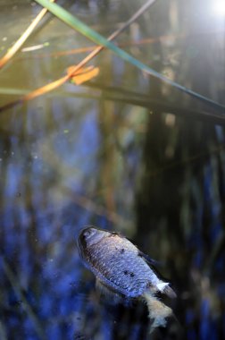 Kafasının üstünde kalp şeklinde bir yaprak olan gölde ölü bir balık.