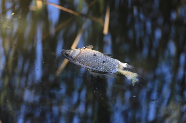 Sineklerin tünediği kirlenmiş bir gölde ölü balık..