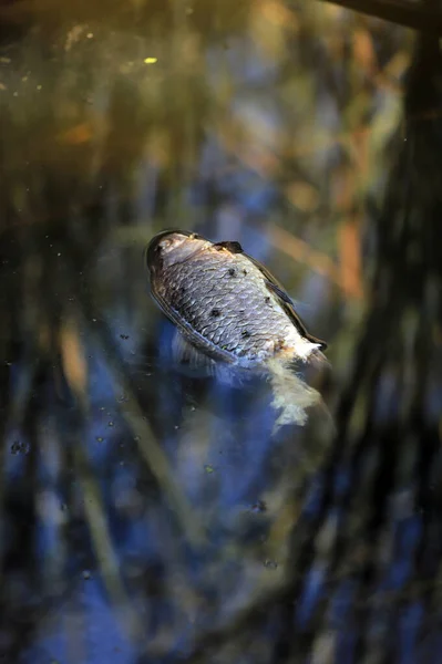 Мертва Риба Забрудненому Озері Пронизаному Мухами — стокове фото