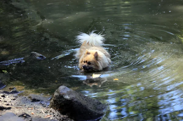 Dog is playing in the water of a dirty lake