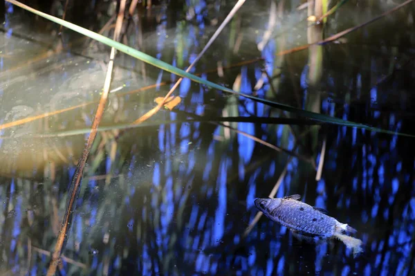 Peixe Morto Num Lago Com Uma Folha Forma Coração Por — Fotografia de Stock