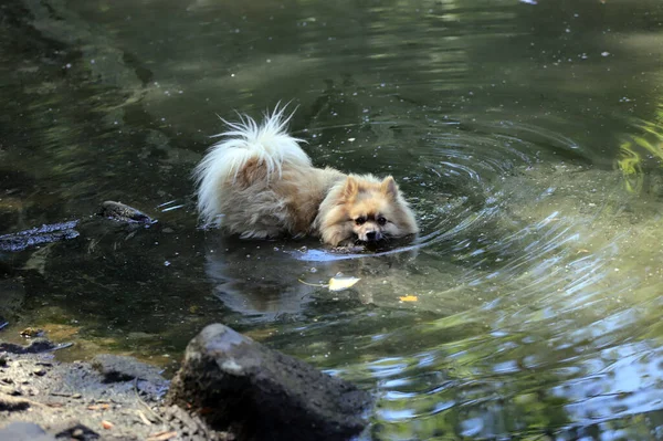 Perro Está Jugando Agua Lago Sucio —  Fotos de Stock