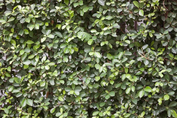 Зеленый Лист Текстурированный Абстрактный Фон Фото Акции — стоковое фото