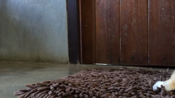 Панельний Знімок Сиамської Кішки Лежить Стокове Зображення — стокове відео