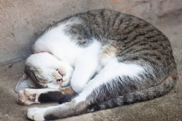 Тайский кот, спящий в садовом доме — стоковое фото