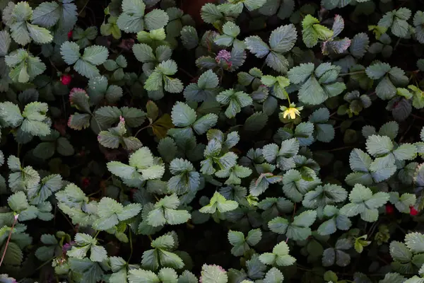 Folhas verdes fundo no jardim — Fotografia de Stock