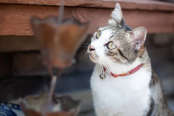 Tailandês gato frio no jardim casa — Fotografia de Stock