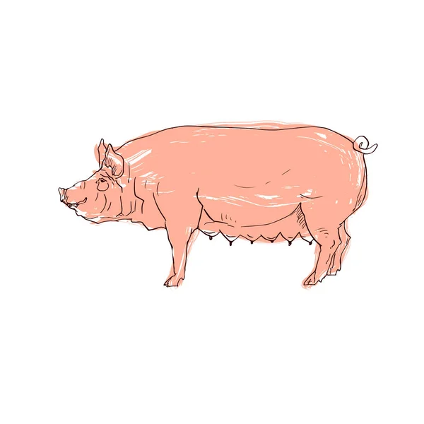 Silueta de cerdo negro y color rosa grunge — Vector de stock