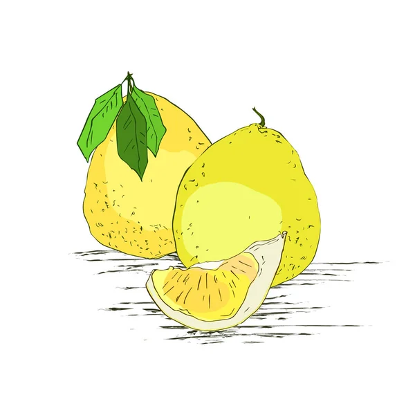 Ilustrasi vektor gambar tangan Pomelo - Stok Vektor