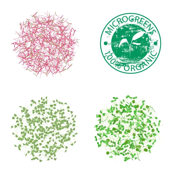 Groupes de jeunes pousses microgreens — Image vectorielle
