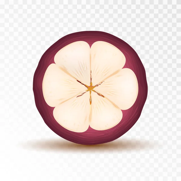 Mangosteen Half Isolated on Transparent Background — Stock Vector
