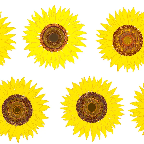 Latar belakang tak berjahit bunga matahari yang terisolasi - Stok Vektor