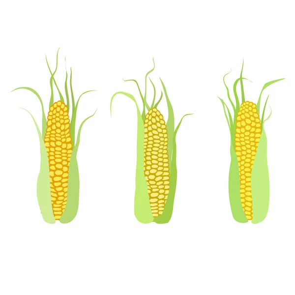 Kypsä maissi tähkät eristetty valkoinen — vektorikuva