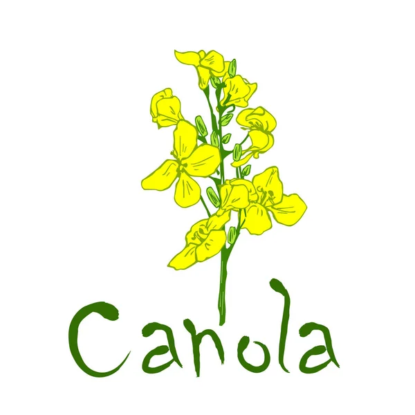 Fleurs de canola et lettrage — Image vectorielle