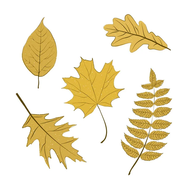 Conjunto de hojas de árboles otoñales — Archivo Imágenes Vectoriales