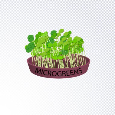 Microgreen lahanası sağlıklı gıda için.