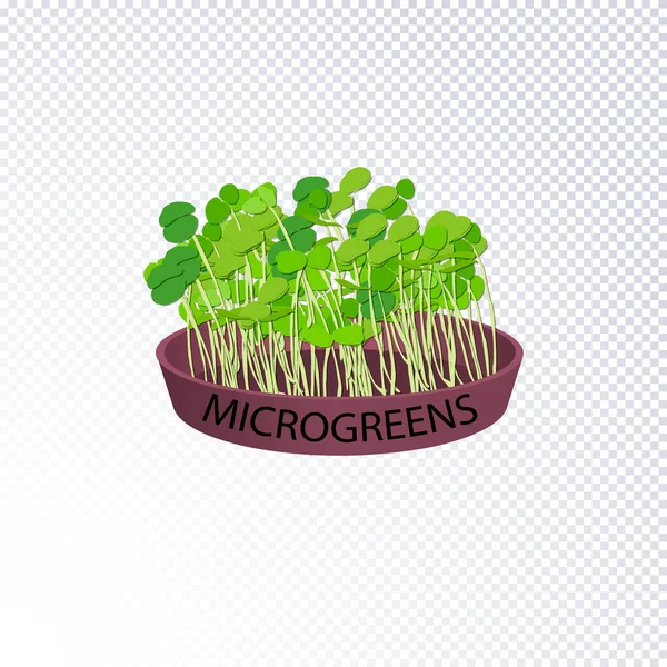 Microgreen spruiten voor gezonde voeding. — Stockvector