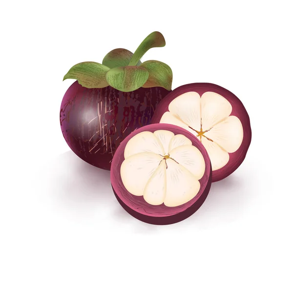 Realistische Verse Mangosteen Fruit Voor Gezond Eten Geïsoleerd Witte Achtergrond — Stockvector