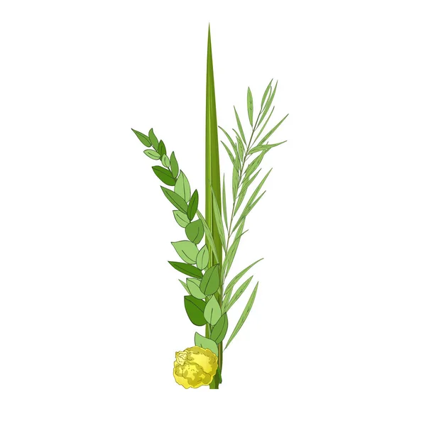 Férias Judaicas Tradicionais Sukkot Torá Judaica Lulav Data Palma Etrog — Vetor de Stock